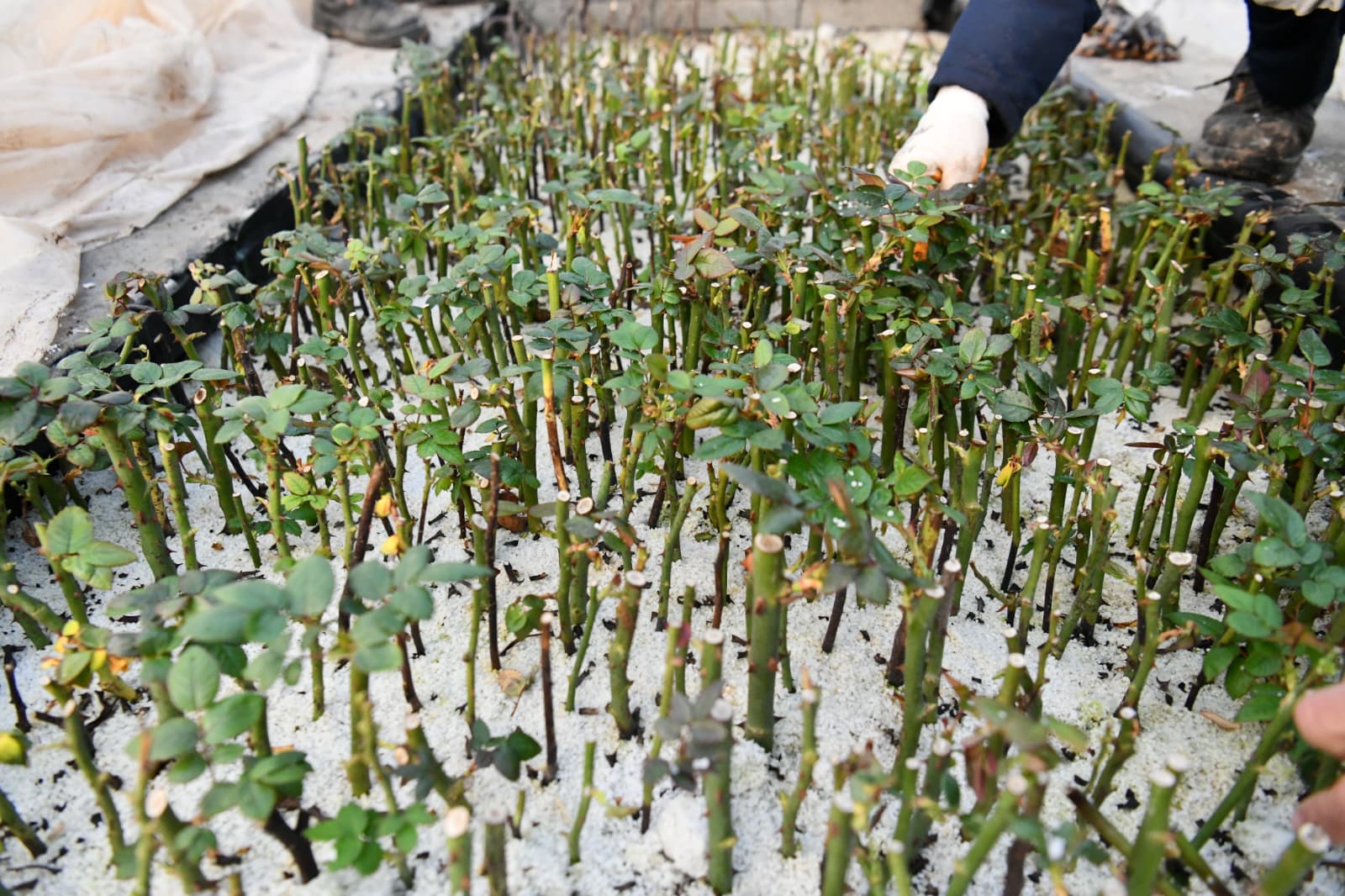 Çalışma Fotoğrafı 11